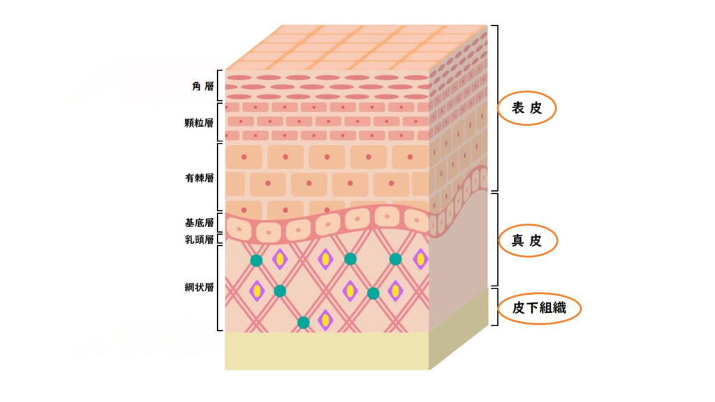 皮膚の成り立ち。皮膚は、「表皮」「真皮」「皮下組織」の3つの層でできています。