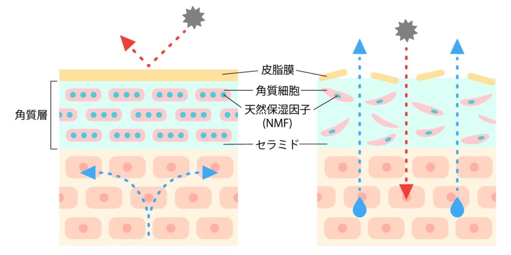 表皮層にある水分を保ってくれてる機能の皮脂・NMF(天然保湿因子)・細胞間皮質の3つの保湿因子が減ってしまい角層の水分がなくなり乾燥していきます。